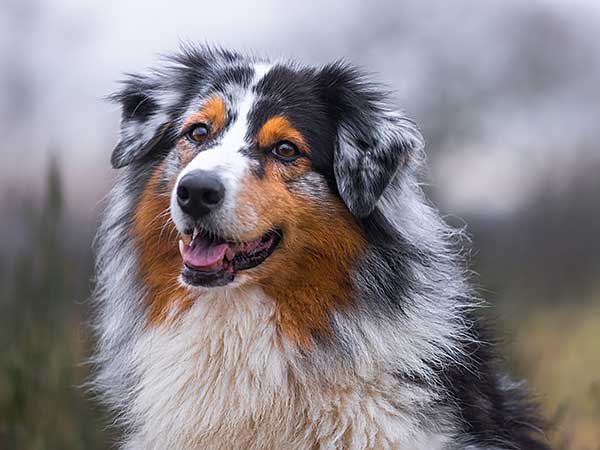 what causes idiopathic head tremors in dogs