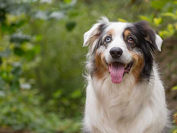 understanding-kidney-infection-in-dogs