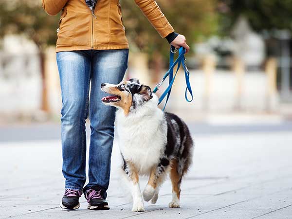 Australian cheap shepherd leash