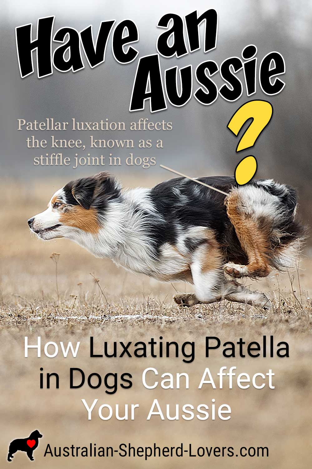 can dogs live with luxating patella