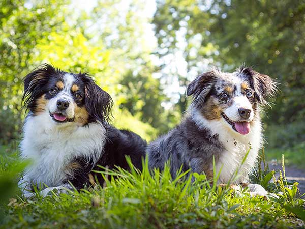 krystal Styrke smerte A Look At Mini Australian Shepherds And How They Relate To Aussies