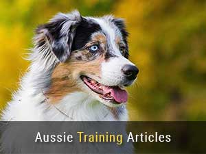 Mini Australian Shepherd Feeding