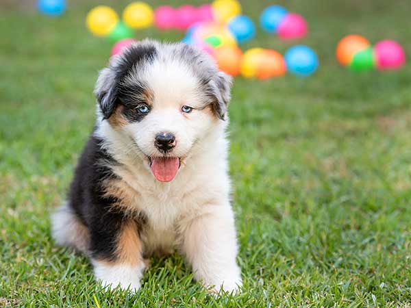 Begge Gætte Akkumulerede New Puppy Care: A Great Start With Your Australian Shepherd Puppy