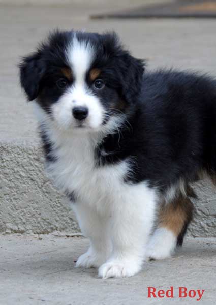 Australian Shepherd Puppies For Sale