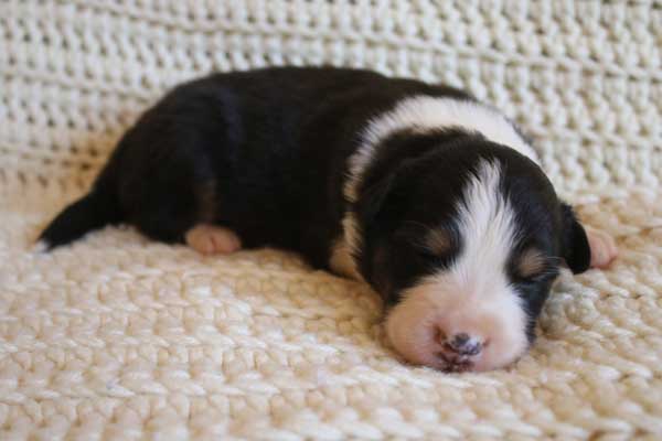 Australian Shepherd Puppies For Sale