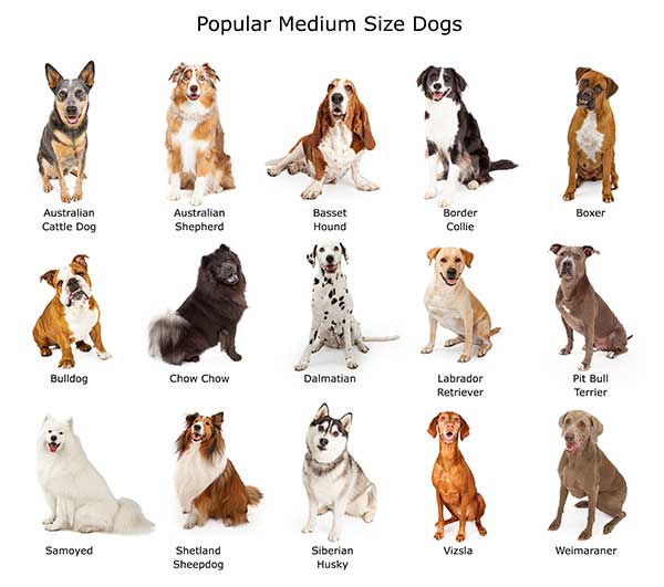 medium sized lap dogs