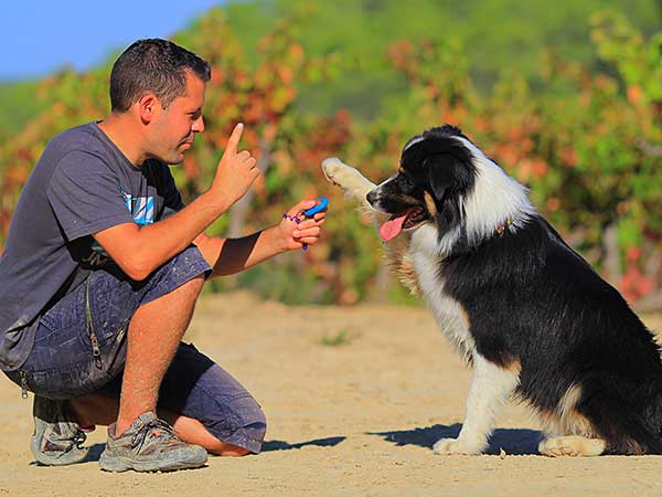 what is a certified dog trainer