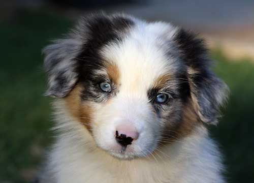 Is The Australian Shepherd The Right Breed For You?