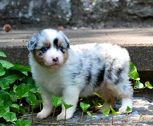 Choosing Australian Shepherd Breeders