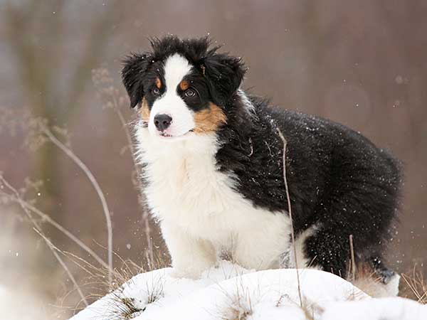 are australian shepherds cold weather dogs