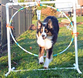 miniature american shepherd agility