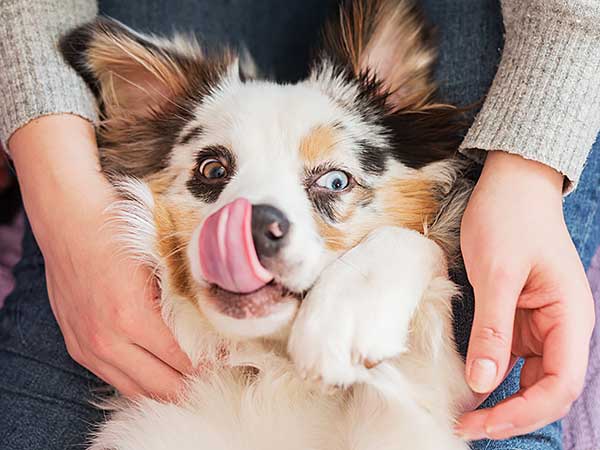 Why does my dog keep licking me?