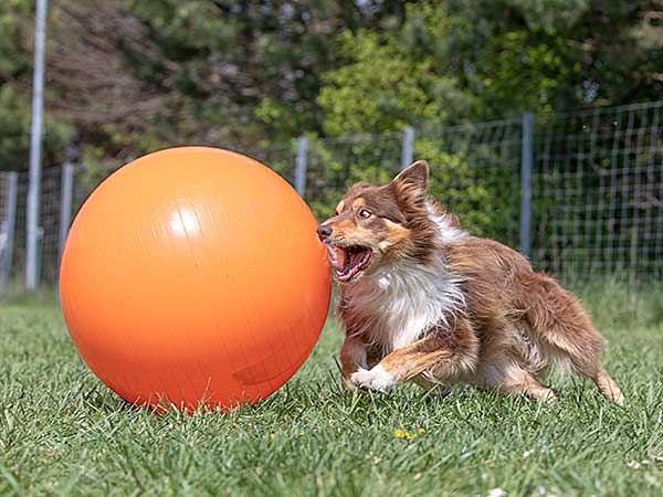 What Is an Australian Shepherd? Learn More About This Exceptional Breed