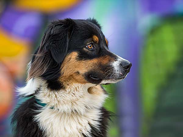 The Australian Shepherd: What You Will Need To Know As An Owner - SitStay