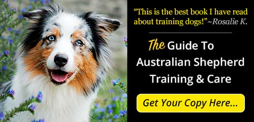 Guide To Australian Shepherd Training and Care