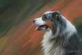 Australian Shepherd painting