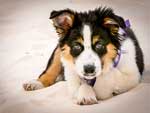 Australian Shepherd Photo of the Month