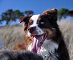 Australian Shepherd Photo of the Month