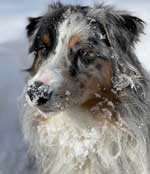 Australian Shepherd Photo of the Month