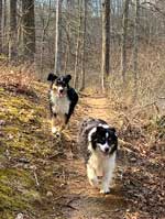 Australian Shepherd Photo of the Month