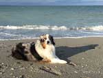 Australian Shepherd Photo of the Month