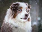 Australian Shepherd Photo of the Month