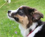 Australian Shepherd Photo of the Month