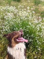 Australian Shepherd Photo of the Month