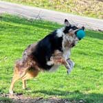 Australian Shepherd Photo of the Month