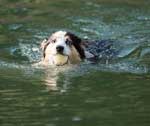 Australian Shepherd Photo of the Month