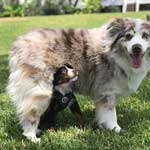 Australian Shepherd Photo of the Month