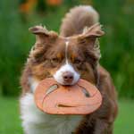 Australian Shepherd Photo of the Month