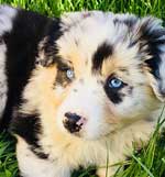 Australian Shepherd Photo of the Month