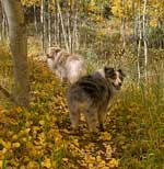 Australian Shepherd Photo of the Month