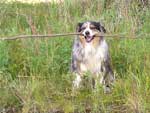 Australian Shepherd Photo of the Month