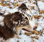 Australian Shepherd Photo of the Month