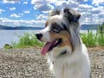 Australian Shepherd Photo of the Month