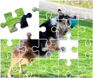 Australian Shepherd Puzzle