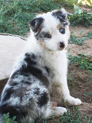 6 month old mini australian shepherd