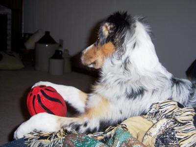 Is Your Mini Australian Shepherd Aggressive or Anxious? – Calming Dog