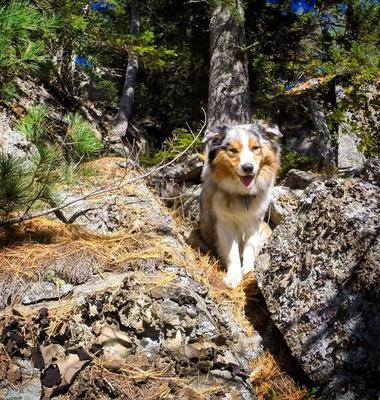 are australian shepherds known for seizures