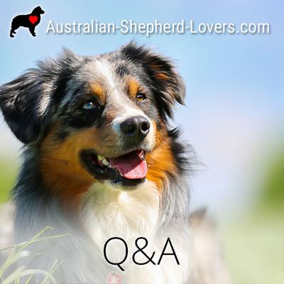 will australian shepherds protect you