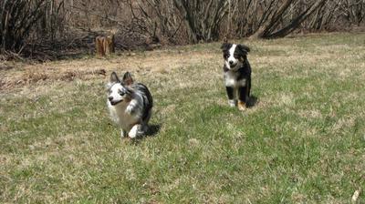 When to spay australian hot sale shepherd