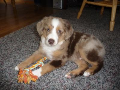 How Are Australian Shepherds With Babies