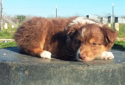 Crate training 2025 australian shepherd puppy