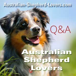australian shepherd digging
