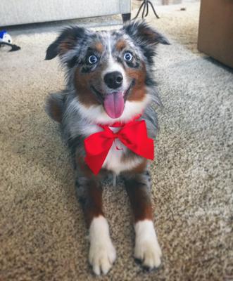 Fashion mini aussie herding