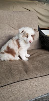 Double merle hotsell mini aussie