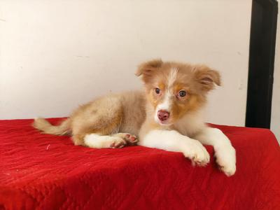 Is This a True Australian Shepherd?