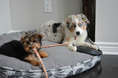 https://www.australian-shepherd-lovers.com/images/need-safe-longer-lasting-chew-treat-suggestions-21813662.jpg